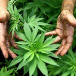 Mitos Y Realidades De La Marihuana Como Puede Afectar A Tu Familia