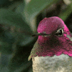 Título original: Conoces el amoroso mensaje que traen consigo los colibríes
Nuevo título: El mensaje amoroso que portan los colibríes que conoces