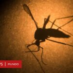 Nuevos Estudios Sobre El Virus Del Zika Ahora El Terror Es Para Los Hombres
