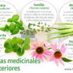 4 Plantas Medicinales Que Debes Tener Si O Si En Casa