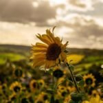 Historia del Girasol Cuando No Hay Sol: Resiliencia y Belleza